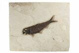 Fossil Fish (Knightia) - Green River Formation #189258-1